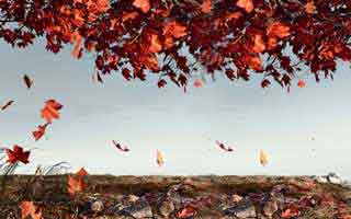 49图库澳门对比图一对照，字母哥赛后一句话让风向变了